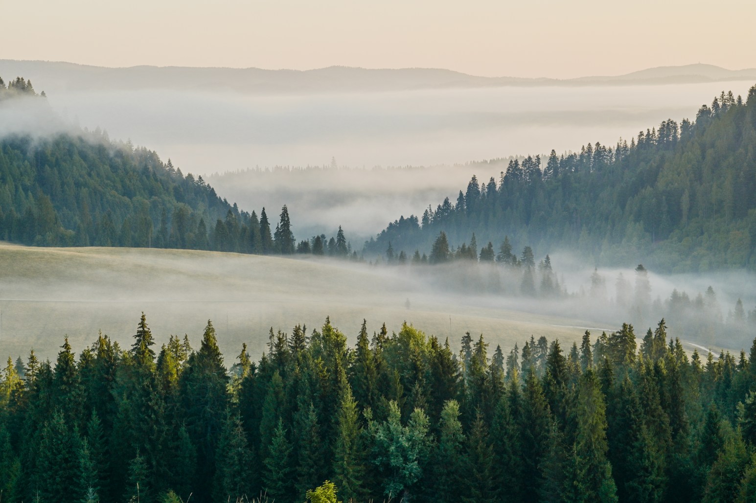 Mist rolling through forested valleys in the Tatra Mountains at dawn, with rolling hills and pine trees fading into the fog.