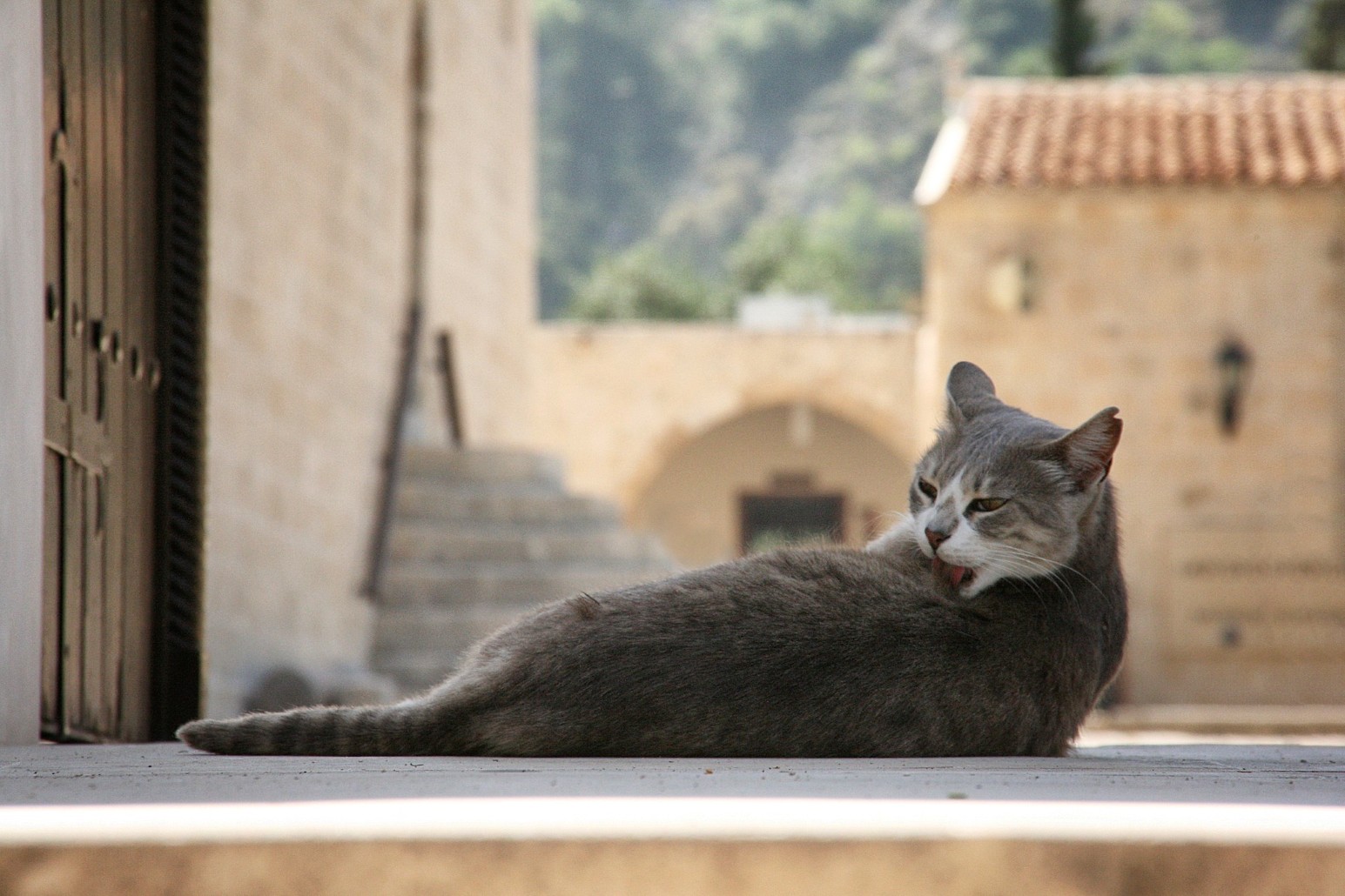 A grey and white cat grooming itself on a stone ledge outside St. Nicholas of the Cats monastery, Cyprus