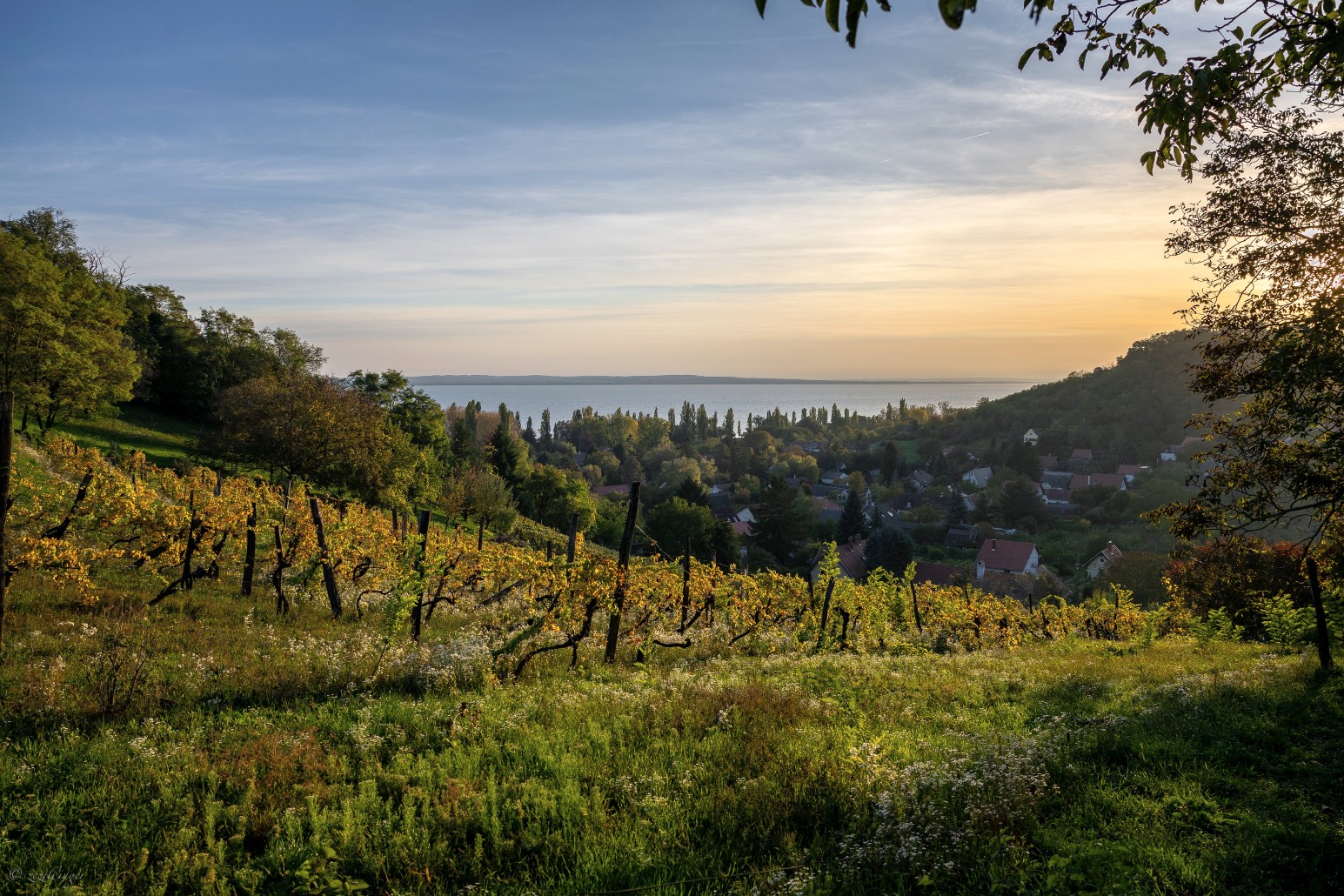A hillside vineyard overlooking Lake Balaton at sunset, with a lakeside village nestled among trees below