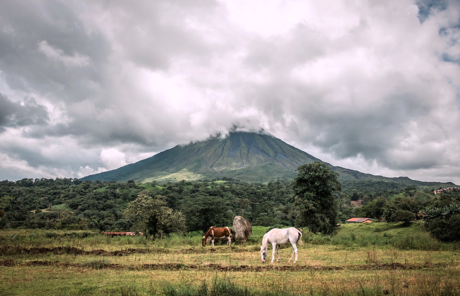 Horses grazing in a green field below the cloud-covered cone of Arenal Volcano near La Fortuna