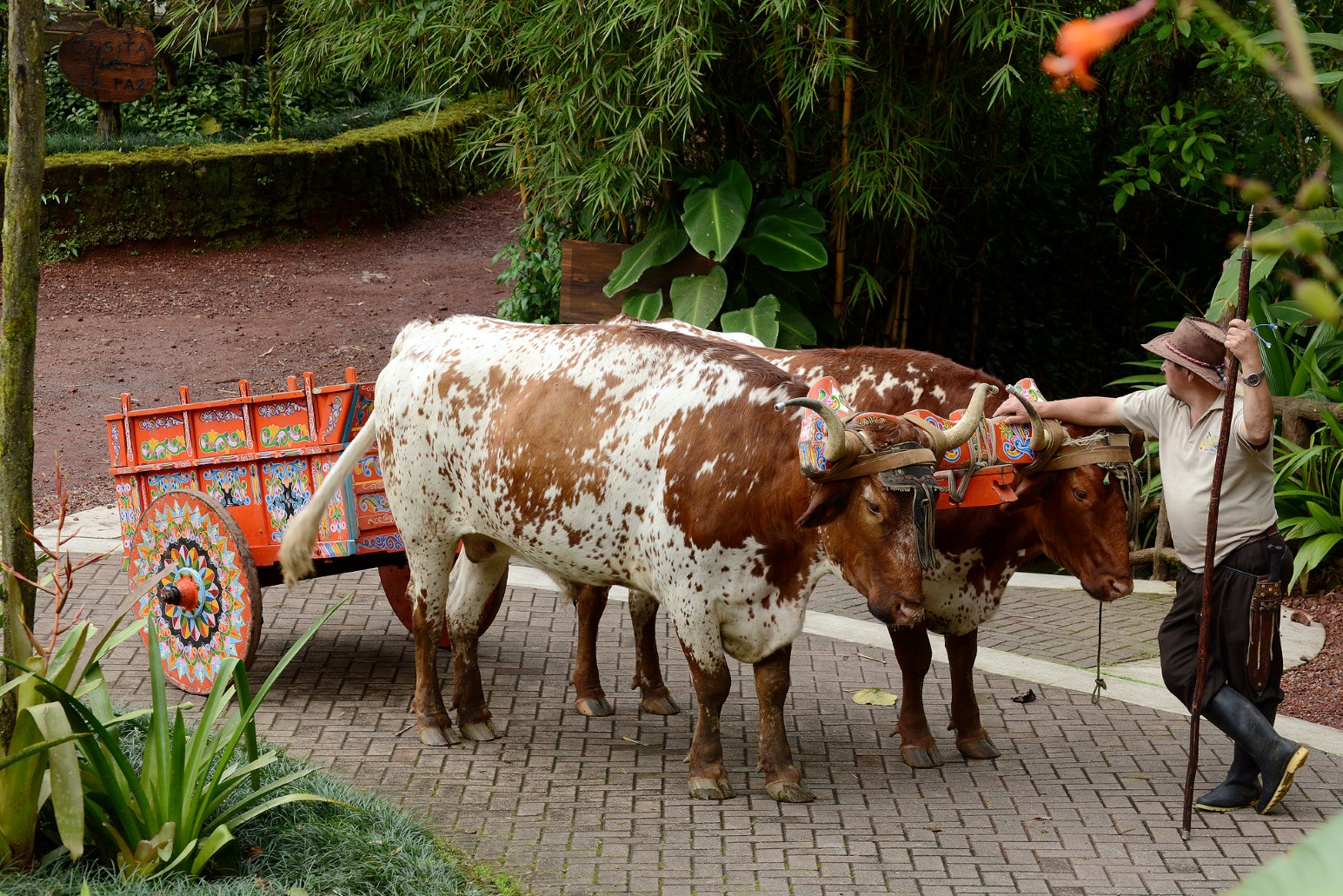 A driver leading two oxen pulling a traditional brightly painted Costa Rican ox cart along a garden path at La Paz