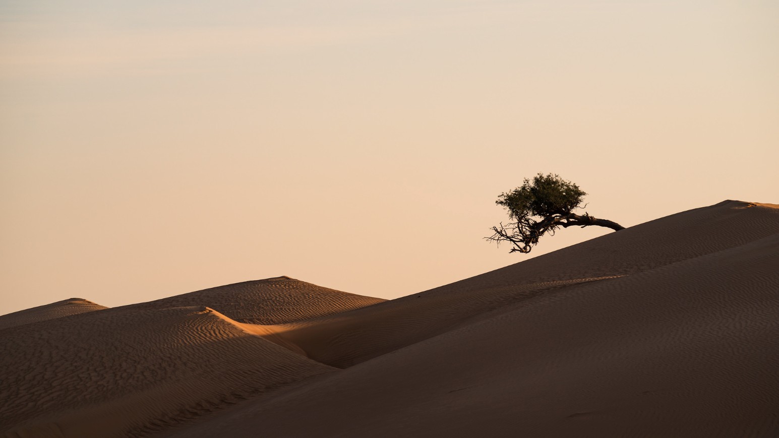 A lone windswept tree growing on the crest of a rippled sand dune in the Wahiba Sands desert, Oman, against a soft peach sky