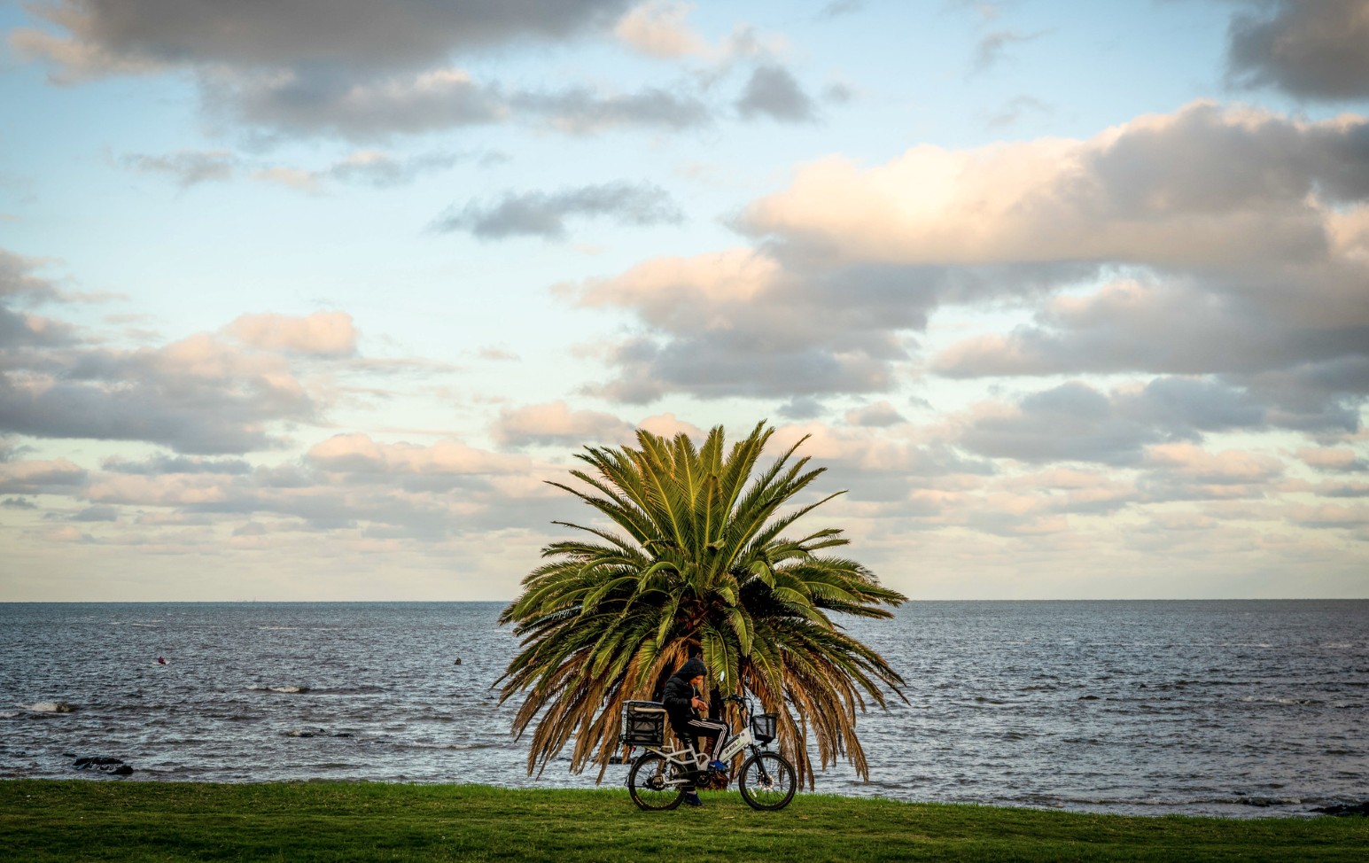 A person on a bicycle pauses beneath a palm tree on a grassy stretch of Montevideo’s waterfront, with the Río de la Plata and a cloudy evening sky beyond