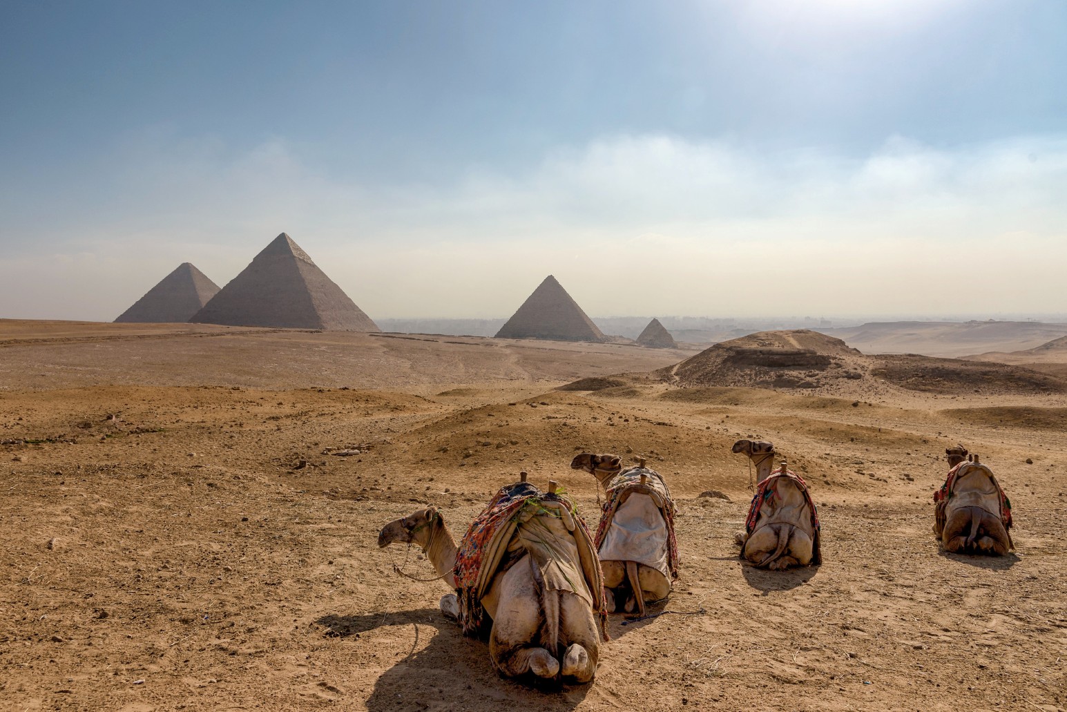 Saddled camels resting on the desert sand with the Pyramids of Giza on the hazy horizon, Egypt