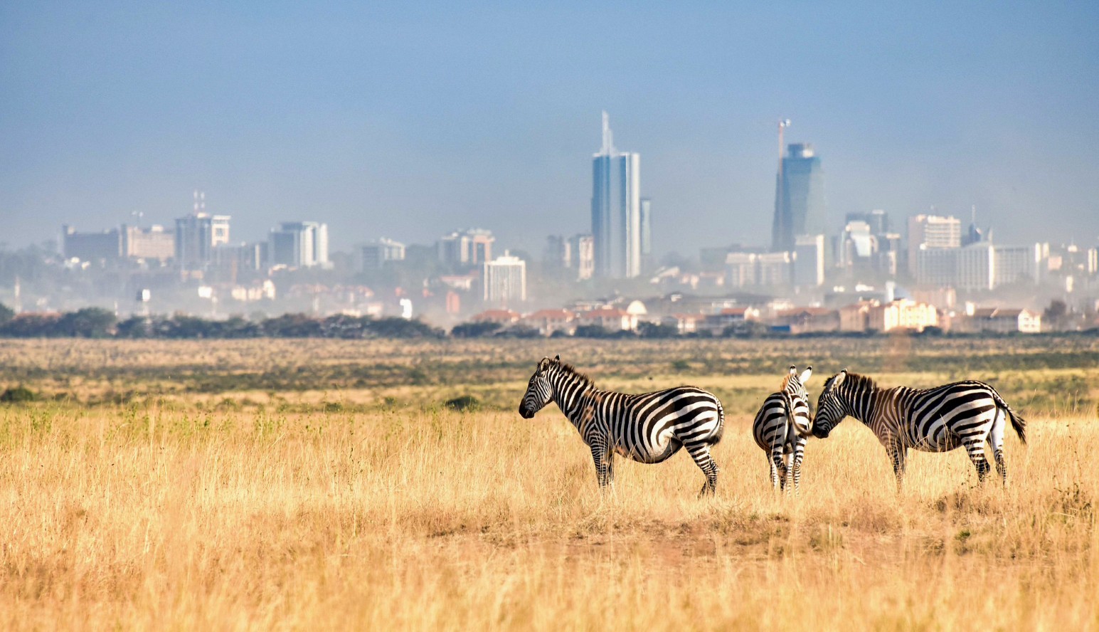 Zebras grazing in golden grassland in Nairobi National Park, Kenya, with the hazy skyline of Nairobi’s city centre rising behind them