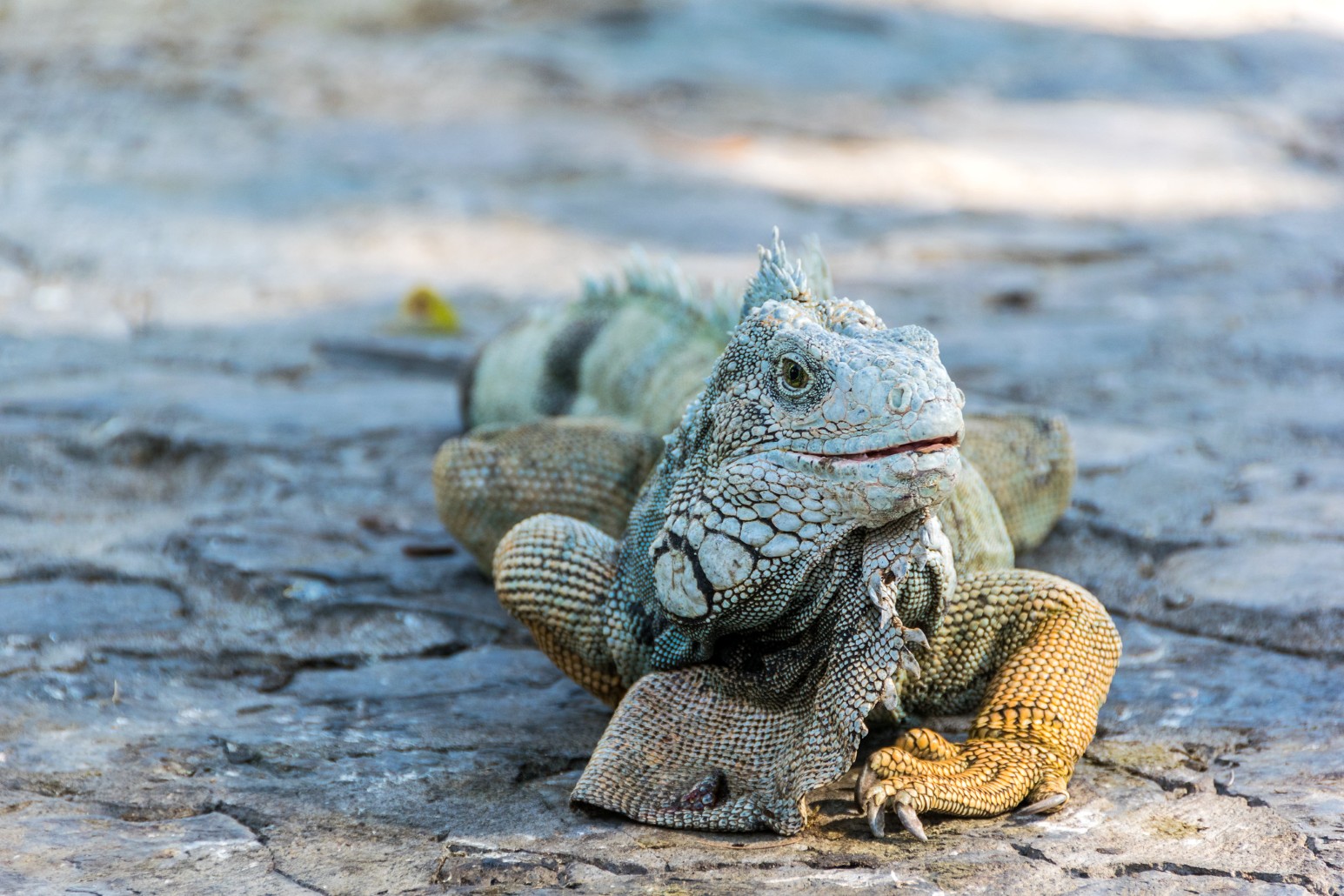 Close-up of a green iguana with grey-blue scales and orange-tinged legs resting on a stone path in Guayaquil, Ecuador